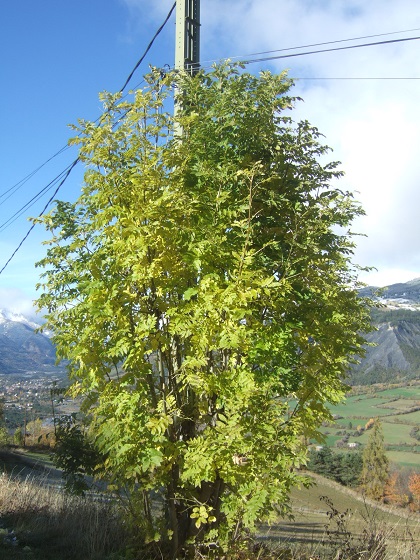 Fraxinus excelsior - frêne élevé, frêne commun Dscf3660