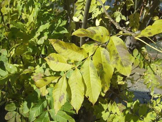 Fraxinus excelsior - frêne élevé, frêne commun Dscf3661