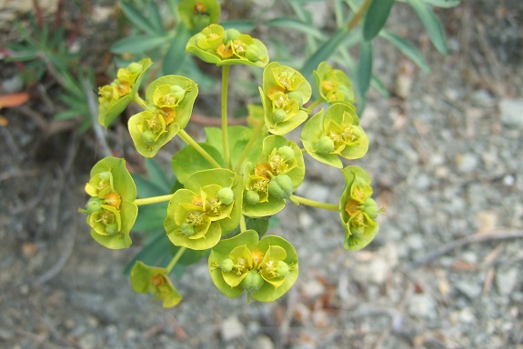 Euphorbia nicaeensis - euphorbe de Nice Dscf3918