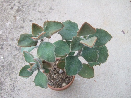 Kalanchoe beharensis 'Fang' - Page 2 Dscf3927