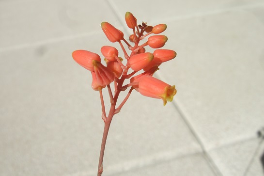 Aloe descoingsii Dscf4026
