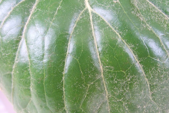 Farfugium japonicum, Kalanchoe marmorata, Sinningia leucotricha [devinette feuilles] Dscf4037
