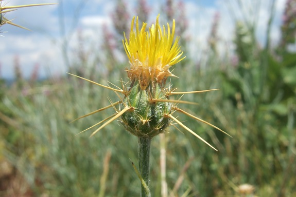 Centaurea solstitialis - centaurée du solstice Dscf4057