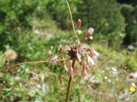 Devinettes alpines - résolues Dscf4144