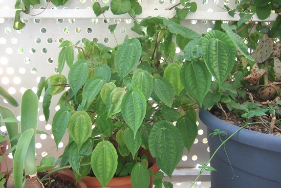 Pilea insolens Dscf4219