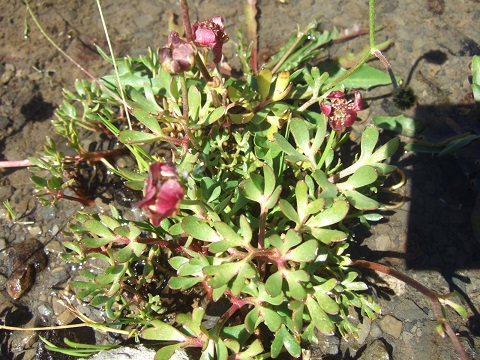 Ranunculus glacialis - renoncule des glaciers Dscf4236