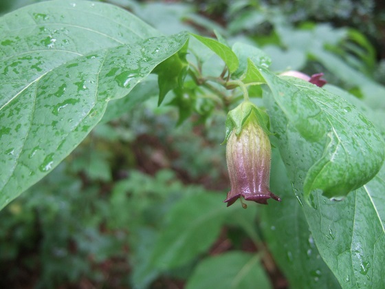 Atropa belladona - belladone Dscf4422