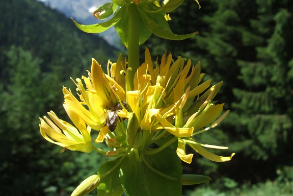 Gentiana lutea - grande gentiane Dscf4623