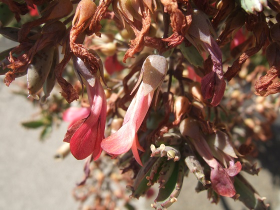 Bryophyllum x houghtonii (= Kalanchoe x houghtonii) Dscf4649