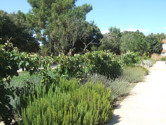 (13) Parc de La Jarre à Marseille Dscf4664