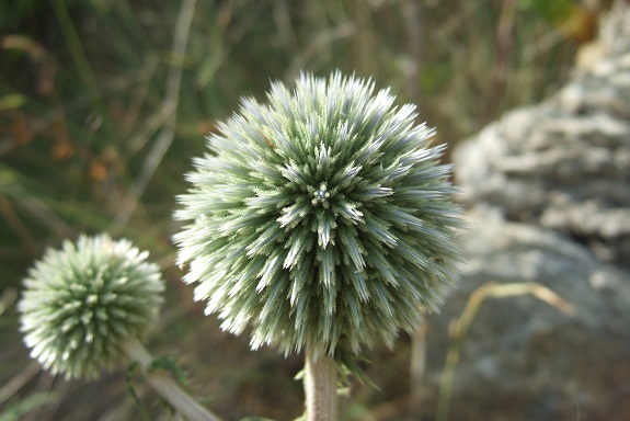 Echinops sphaerocephalus - échinops à tête ronde Dscf4833