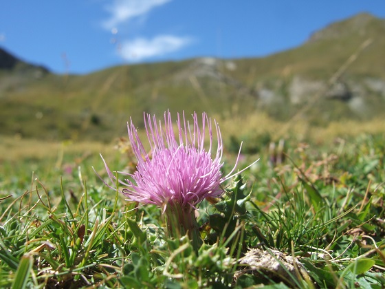 Cirsium acaulon - cirse acaule Dscf4846