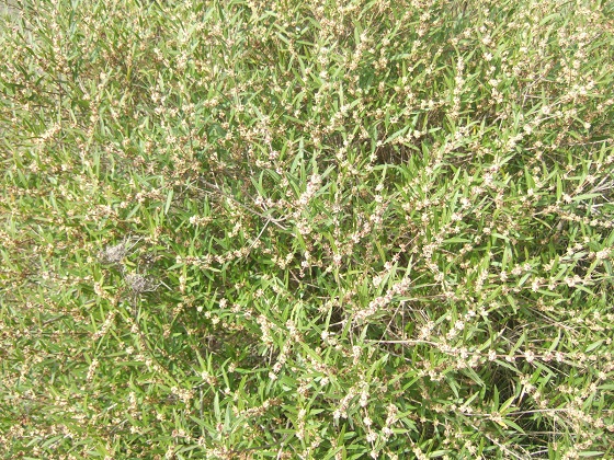 Phillyrea angustifolia - filaire à feuilles étroites Dscf4849