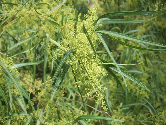 Searsia lancea (= Rhus lancea) Dscf4996