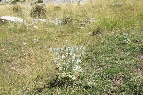 Eryngium spinalba - panicaut blanc des Alpes Dscf5013