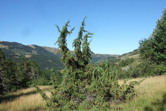 Juniperus communis - genévrier commun Dscf5037