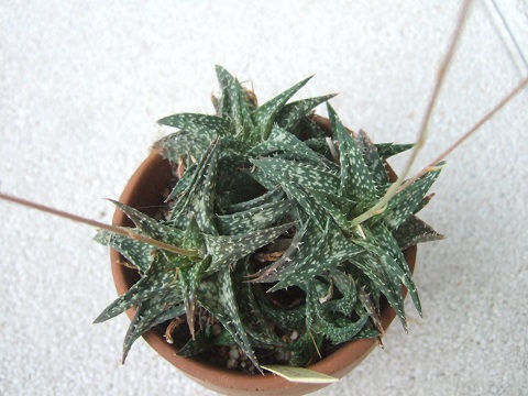 Aloe descoingsii Dscf5154