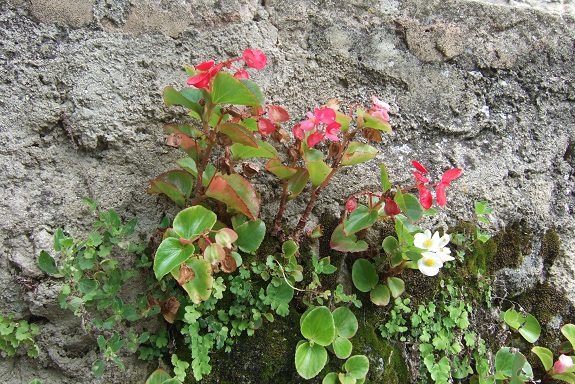 Begonia cucullata (= semperflorens) Dscf5210