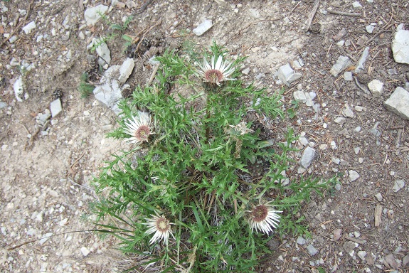 Carlina acaulis subsp. caulescens - carline acaule Dscf5220