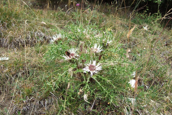 Carlina acaulis subsp. caulescens - carline acaule Dscf5221