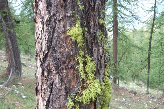 Letharia vulpina - lichen du renard Dscf5313