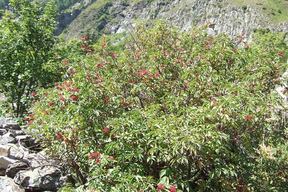 Sambucus racemosa - sureau rouge Dscf5330