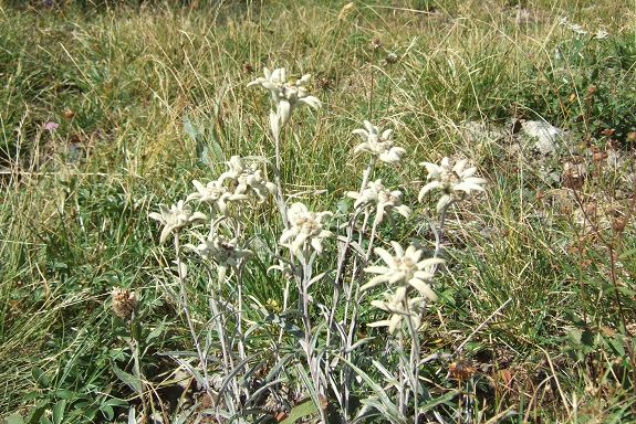 Leontopodium nivale subsp. alpinum - edelweiss  Dscf5419