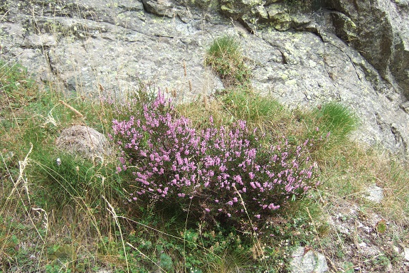 Calluna vulgaris - callune Dscf5518