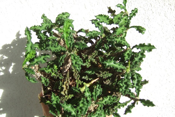 Euphorbia decaryi var. spirotricha Dscf5641