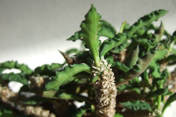 Euphorbia decaryi var. spirotricha Dscf5643