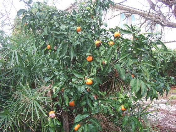 Citrus reticulata subsp. unshiu - mandarinier satsuma - Page 2 Dscf5659