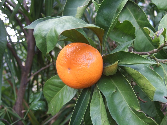 Citrus reticulata subsp. unshiu - mandarinier satsuma - Page 2 Dscf5660
