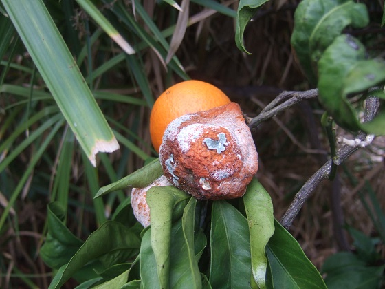 Citrus reticulata subsp. unshiu - mandarinier satsuma - Page 2 Dscf5661