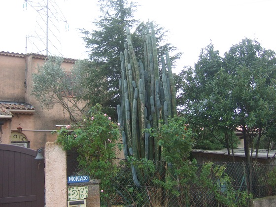 Echinopsis pachanoi - cactus San Pedro Dscf5663