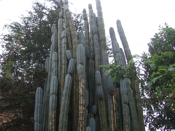 Echinopsis pachanoi - cactus San Pedro Dscf5664