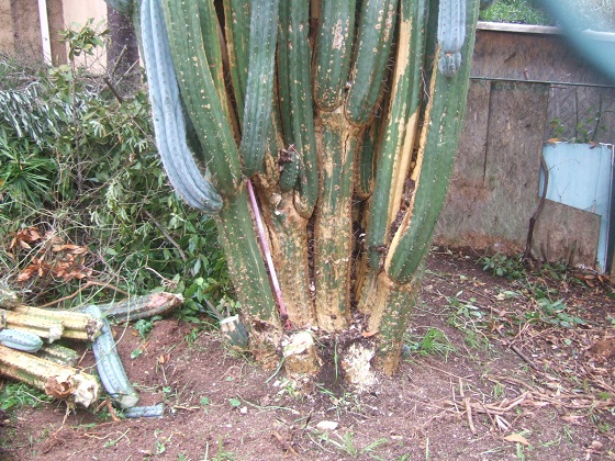 Echinopsis pachanoi - cactus San Pedro Dscf5665