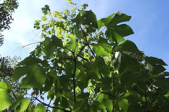 Firmiana simplex - firmiana à feuilles de platane Dscf5811
