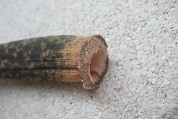 Amorphophallus konjac - feuille [Devinette] Dscf5928