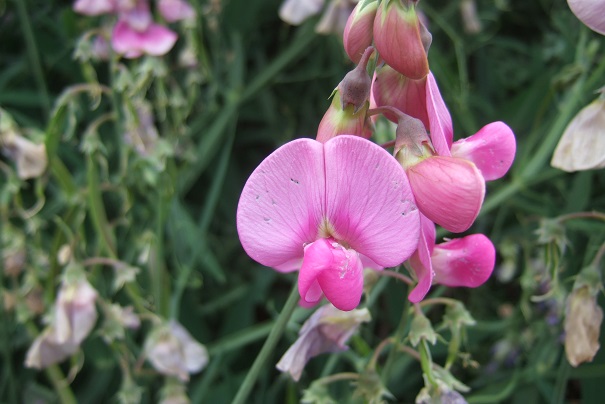 Lathyrus latifolius - gesse à larges feuilles Dscf6116