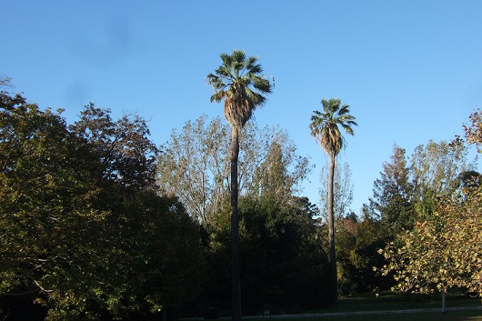 Les palmiers du Parc Borely à Marseille Dscf6152