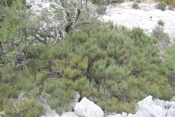 Ephedra major - grand éphédra Dscf6234