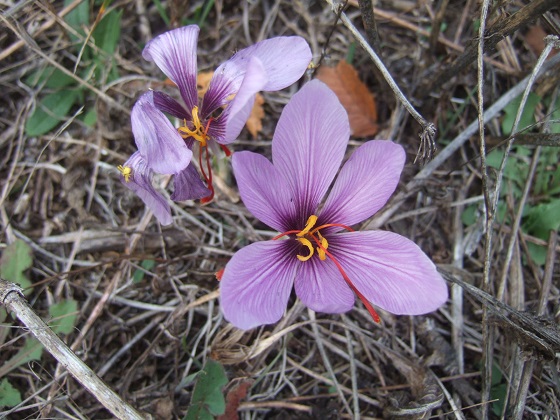 Crocus sativus - culture du vrai safran  - Page 3 Dscf6243