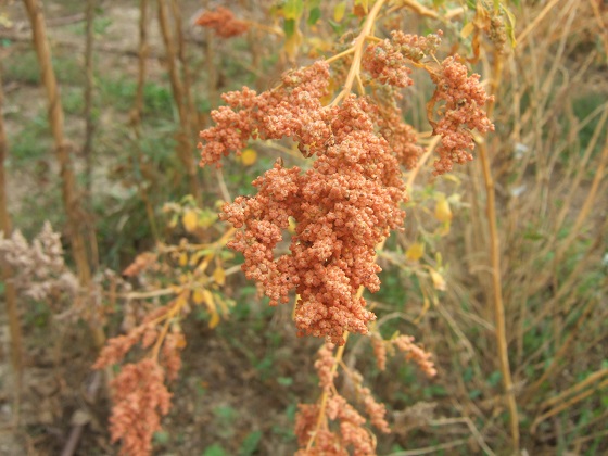 Chenopodium quinoa - quinoa Dscf6265