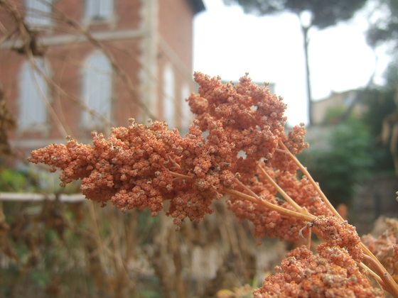 Chenopodium quinoa - quinoa Dscf6266