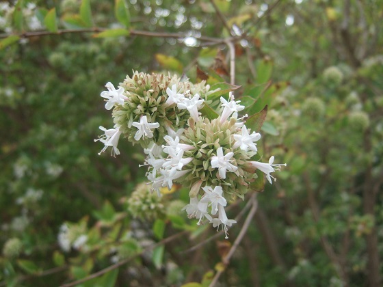 Abelia chinensis - abélia de Chine Dscf6293