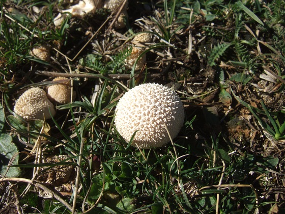 Lycoperdon perlatum ,Vesse-de-loup perlée, et autres vesses  Dscf6350