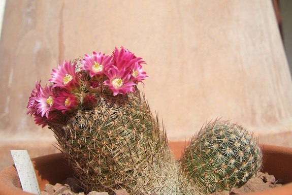 Mammillaria matudae Dscf6525