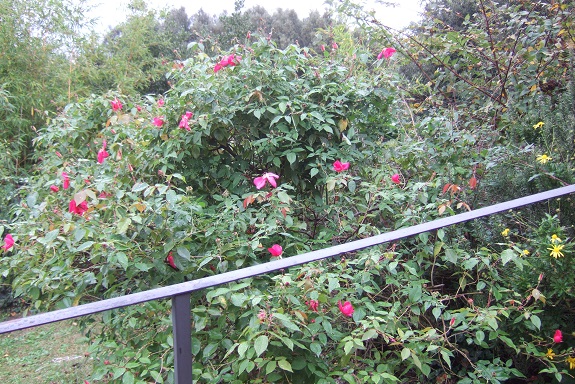 Rosa chinensis 'Sanguinea' Dscf6551