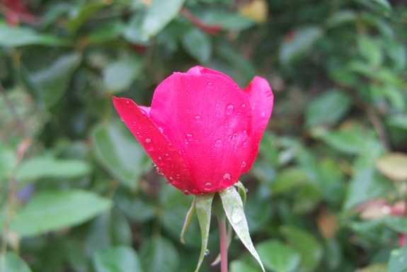 Rosa chinensis 'Sanguinea' Dscf6552