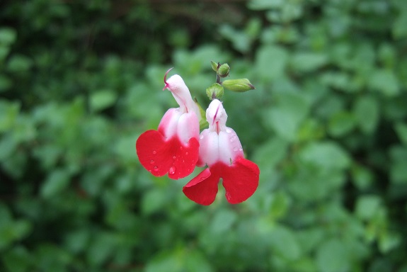 Salvia microphylla 'Hot Lips' Dscf6568